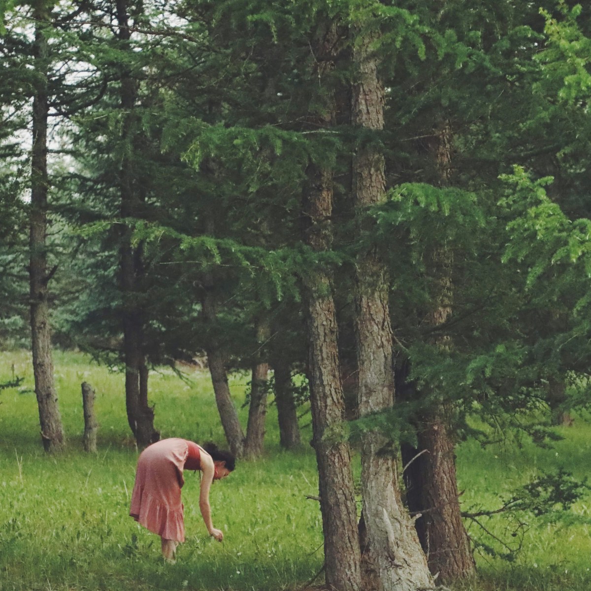 Was heißt eigentlich „Wald“?